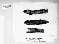 Hypoxylon fuscum image